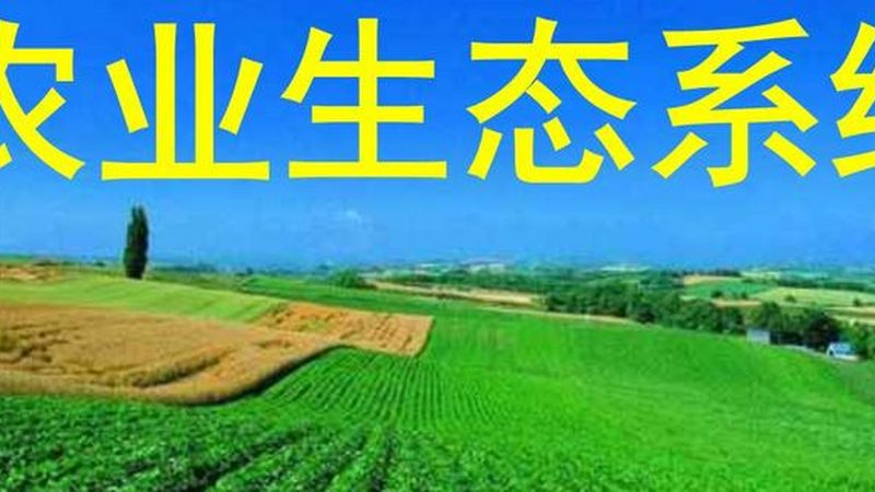 大棚蔬菜种植技术：揭秘高效与可持续的秘密