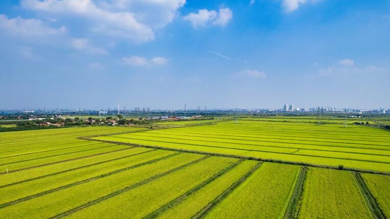 种植培训课程大纲：如何提升农业种植技能**