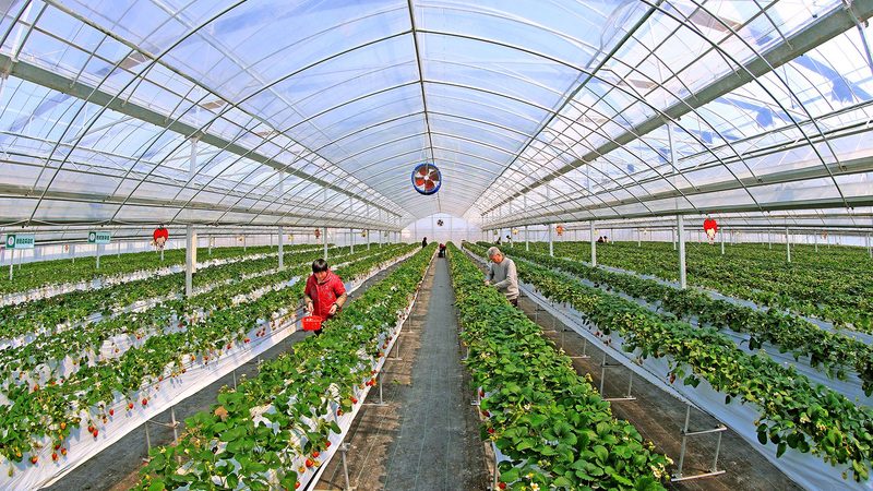 云南花卉种植病虫害防治：注意事项与科学方法