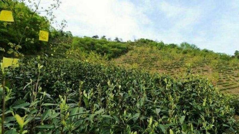果蔬区域代理加盟流程解析：从入门到实操