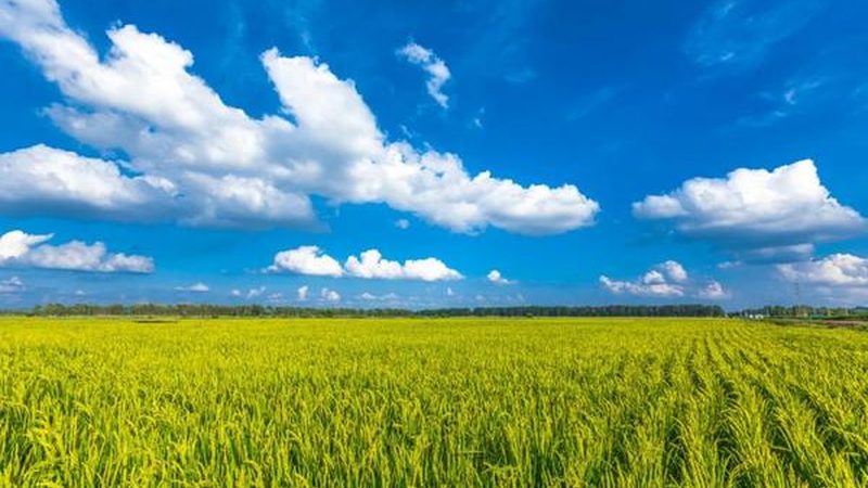 有机水果种植，从选种到收获的全方位技术课程解析