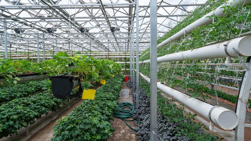 2025年有机蔬菜品牌排名背后的考量因素