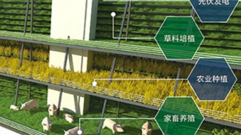 生物防治：农业生态平衡的守护者**