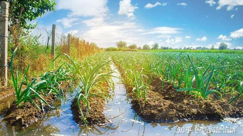 农业产业园农旅融合：探索优缺点与未来发展